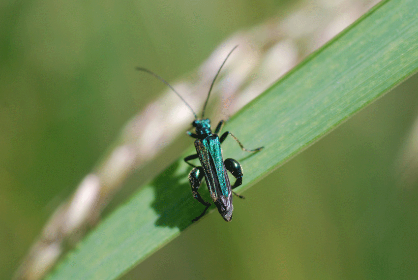 Coleottero da identificare - Oedemera nobilis (maschio)